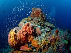 Meeru Dive Centre Meeru Dive Centre